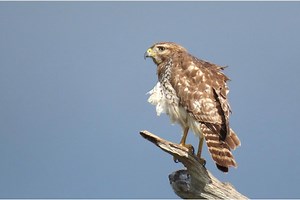 8 Hawks in Rhode Island (with Photos) - Bird Feeder Hub