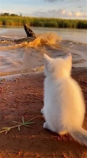 Kitten and Alligator: A Wild Encounter by the River! #CatVsGator #NatureAdventure