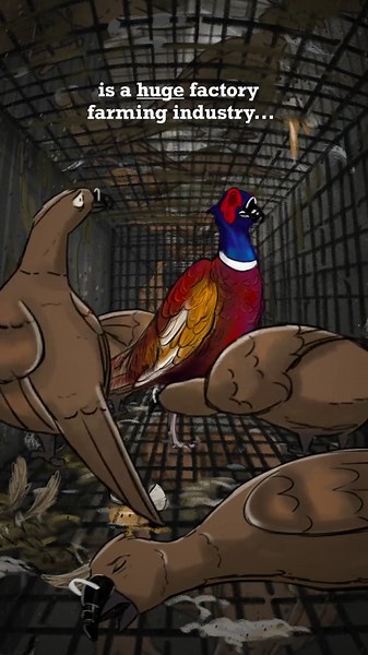 End Bird Shooting in Britain by 2026
