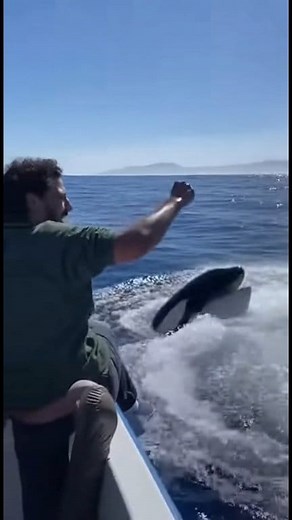24K views · 682 reactions | Calm waves, blue sky… and suddenly — BOOM  An orca exploded out of the water, shocking every tourist on board! #OrcaPower #RealFootage #POVReel #SeaLife #FBLifestyle | Zack Orca Films | Facebook