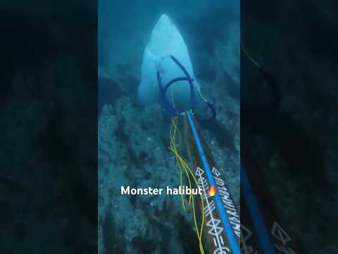 Monster halibut in Norway! I’m starting guiding next year, let me know if you’re interested!