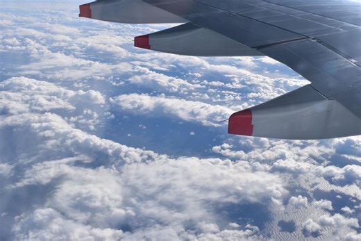 Pets on airplanes? Here's what's changing | Notizie.it