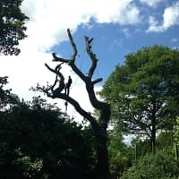 Cheshire Tree Felling, Macclesfield | Tree Surgeons - Yell