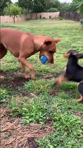 Fun Facts about Puppies for Kids and Toddlers🐶 Puppy Facts🐕 #educationalvideosforkids #kidsshorts