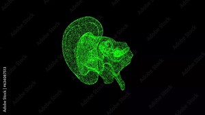 3D Ear Anatomy rotates on black background. Ear inner anatomy section. Business Advertising backdrop. For title, text, presentation. Object dissolved flickering particles. 3d animation 60 FPS