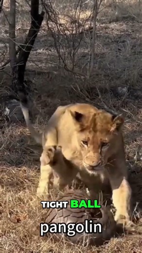 Meet the Pangolin – Nature’s Most Unique Mammal!