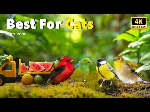 Video for Cats 🐱 Colorful Birds Chirping in the Garden 🕊️ Stress Relief and Peaceful Moments