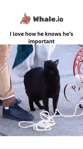Sxrface ☠️ on Instagram: "- This viral video depicts a black cat, adorned in a luxurious green cape with white fur trim, being ceremoniously placed into a miniature red sleigh by a Santa-costumed handler, exuding regal confidence that matches the caption’s admiration for its self-assured demeanor. - Posted on December 23, 2025, by —a curated account celebrating charismatic felines—the clip aligns with holiday themes, amassing over 92,000 likes and 1.1 million views within hours through shares am