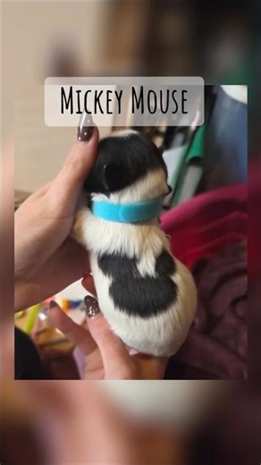 "Mickey" Morki-Poo Baby #dog #puppy #mickeymouse #mickey #morkie #cutepuppy #cutedog #dogbreed #fypシ
