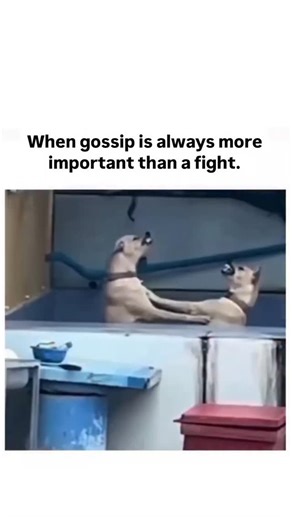 Memes || Humor || Funny on Instagram: "🤣✨ Ever notice how the universe waits for that ONE moment you’re finally chillin’… like: 🧘‍♂️ “Ah yes, peace at last.” 💥 Universe: “Lol, here’s a random email that will ruin your weekend.” Bro, I can explain quantum physics but ask me “What’s for dinner?” and my brain goes Windows XP error sound. 🤯🍝 We’re basically running 37 background apps while pretending to focus on one thing: surviving until coffee break ☕😂 Conspiracy theory time: Is this late-st