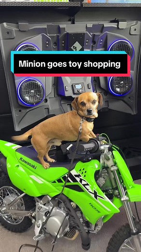 #canam #motorcycle #sidecar #theoneandonlyminion #farmdog #smalldog #narrowayhomestead