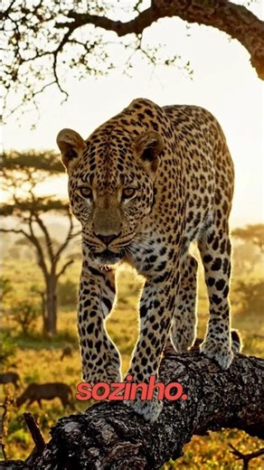 Este felino faz algo que parece impossível 😳🐆