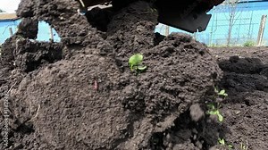 Tractor-cultivator, painted yellow, diligently makes its way through the brown mud. Dry soil is treated in order to prepare for planting plants in chernozem