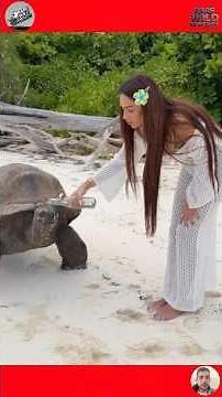 Funny Animal Clips from the Wild #shortvideo #animals #pets