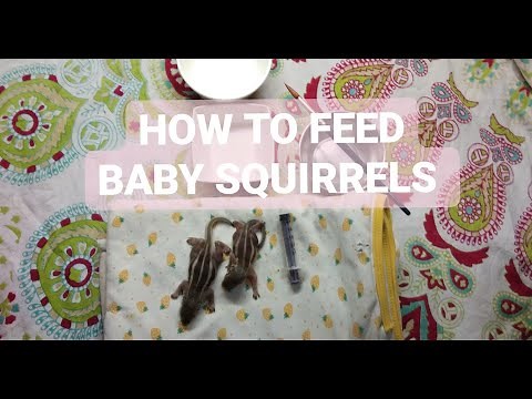 How To Feed A Baby Squirrel