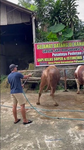 Sapi-sapi super