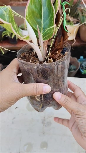 Vacuum method- A method to speed up the rooting of cuttings and prevent rot #plantpropagation #PlantingTechniques #gardening #fblifestyle #propagationtechnique Mamalyn's Garden | Mamalyn's Garden