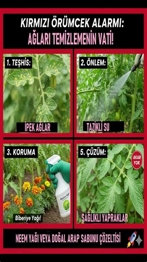 Sebze Köklerindeki Yumrulara SON! 🌿 Kekik Suyu ve Kadife Çiçeği Mucizesi