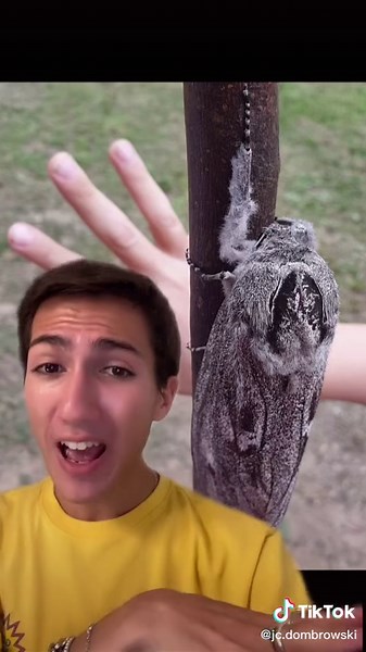 Terrifying Discovery: Giant Wood Moth in Australia