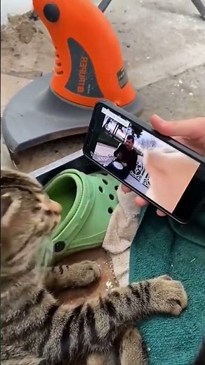 Orange, gray, brown cat... whatever 😹