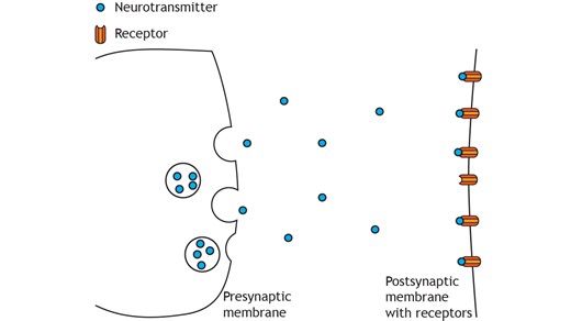 Neurotransmitter Release – Introduction to Neurobiology