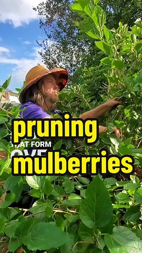 Grow Your Food with Phil on TikTok