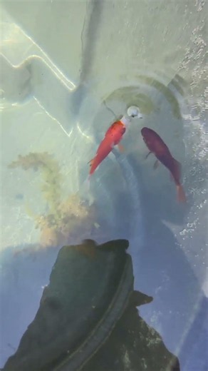The 4 Goldfish In Our Rubbermaid Stock Tank