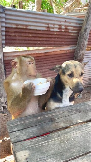 Great video Super SokYaa Very Adorable & Harmony Animals Around The World #shorts