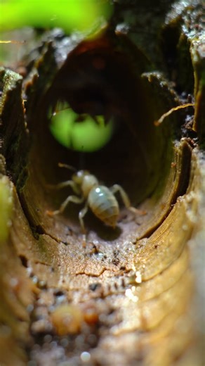 “Silent Precision: Assassin Bug vs Termite | Extreme Macro Reality” At this scale, speed replaces…
