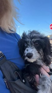 2.1K views · 192 reactions | Here’s another big piece of our program- Foundations training for a limited number of puppies who stay with us longer. Blu is reserved | Puppy Perfectionist | Facebook