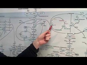 MTHFR - High homocysteine and Low homocysteine