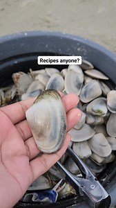 40K views · 45 reactions | Gathered some nice Pipis! Any suggestions on some beautiful recipes? #seafood #naturelovers #adventure #outdoors #molluscs #shellfish #travel #nature #camping #newzealand @topfans | ARCC Daily | Facebook