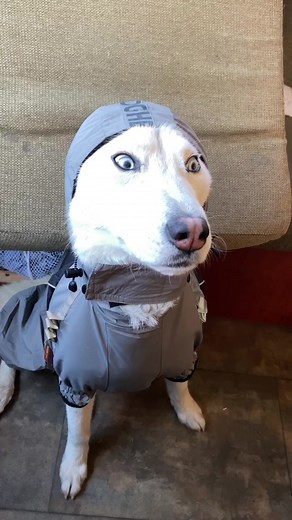 Aster The Husky on TikTok