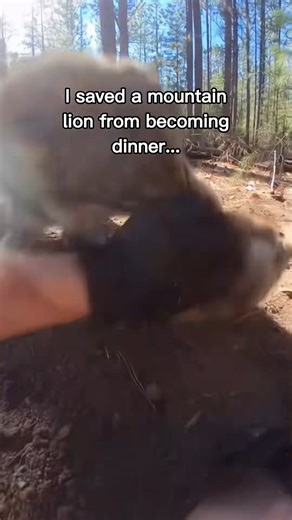 T0104031_dog lucky lion is friendly #wholesome #animals