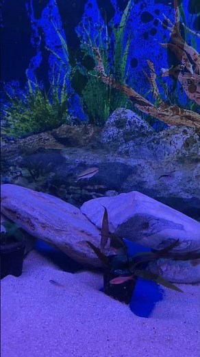 Tetra Community tank with 50 fishes