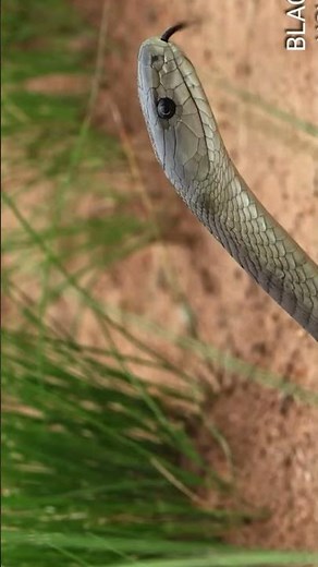 "Black Mamba: Fastest, Deadliest Snake on Earth - Venom, Speed & Hunting Facts!"