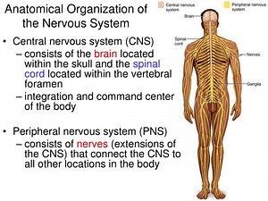 Anatomical Organization of the Nervous System - SlideServe