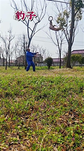 Dog High Power Jump on wall