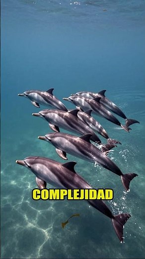 Dolphins: The Ocean's Secret! 🐬