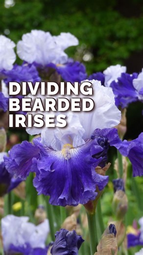Eden Brothers Gardening: Seeds & Bulbs on Instagram: "Enjoy more Bearded irises around your garden by learning how to quickly divide your rhizomes into multiple bulbs. And right now is a great time to do it! Learn how in this quick tutorial from our friends at @spokengarden.⁠ ⁠ Share this video with a friend who loves growing Bearded irises, too (and save this so you can use it again)! ⁠ ⁠ #edenbrothers #beardediris #spokengarden #gardeningtips #diygarden"