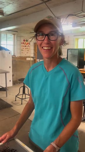 11K views · 210 reactions | (Part 4) Saving asparagus seeds at Heritage Farm! After decanting (part 3), the seeds need to completely dry. To do this, we spread the seeds out on screens in front of fans where they will dry for several days. Watch this video to learn more about drying asparagus seeds! #asparagus #AsparagusSeeds #seedsaving #behindthescenes | Seed Savers Exchange | Facebook