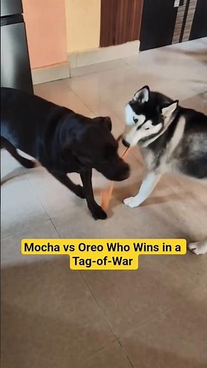 Mocha vs Oreo War#filter#viral #lifeisbutadream