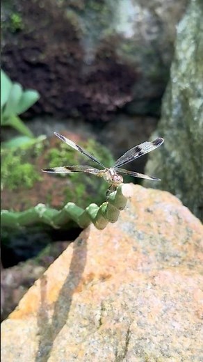 Did You See That?! 😱 Dragonfly Catches Its Prey in Seconds! 🪰