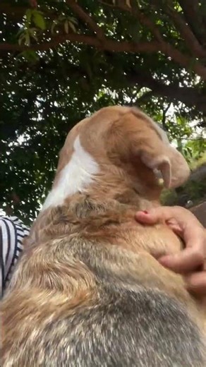 Gently scratch its back. #dog #doglover #dogowner #shorts