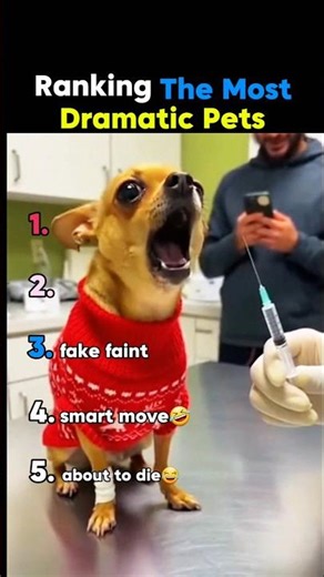 Ranking Dramatic pets😭🤣'''''''''''''''''''''''''''''''''''''''''''''''' #funny #ranking #shorts