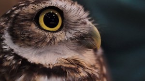 Burrowing Owl Update! 🦉 Housing construction destroys the habitat of these adorable birds, but we're teaming up with Wild At Heart - An Arizona-based raptor rescue organization to save these displaced owls. Once the owls are released, watch how we track them to see if they move in or head out! Miss the last update? See us building the habitat: https://youtu.be/C3j8cnWe6Z8 And stay tuned for more owl updates soon 👍 | Arizona Game & Fish Department