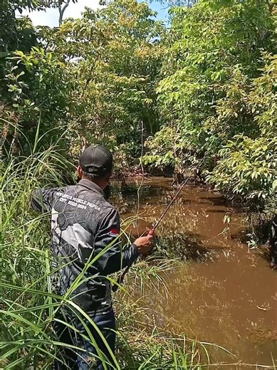 Mancing Ikan Gabus di Rawa dan Parit: Spot Liar Pedalaman Kalimantan