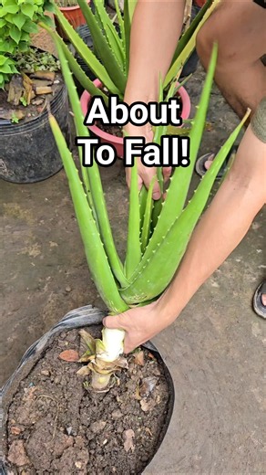 Aloe About To Fall? Do This Before It's Too Late!