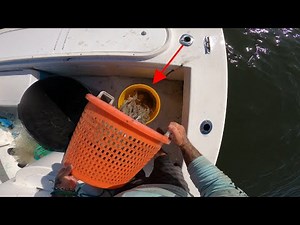 It only took me 11 casts with my cast net to catch all these shrimp