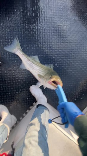 ❤️Fish Tucker Stevens | Tucker Stevens